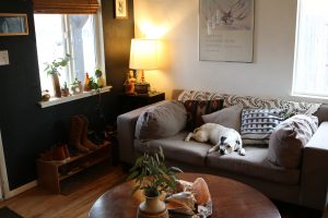dog on sofa 420-friendly lodging Denver bud and breakfast listing dahlia house denver
