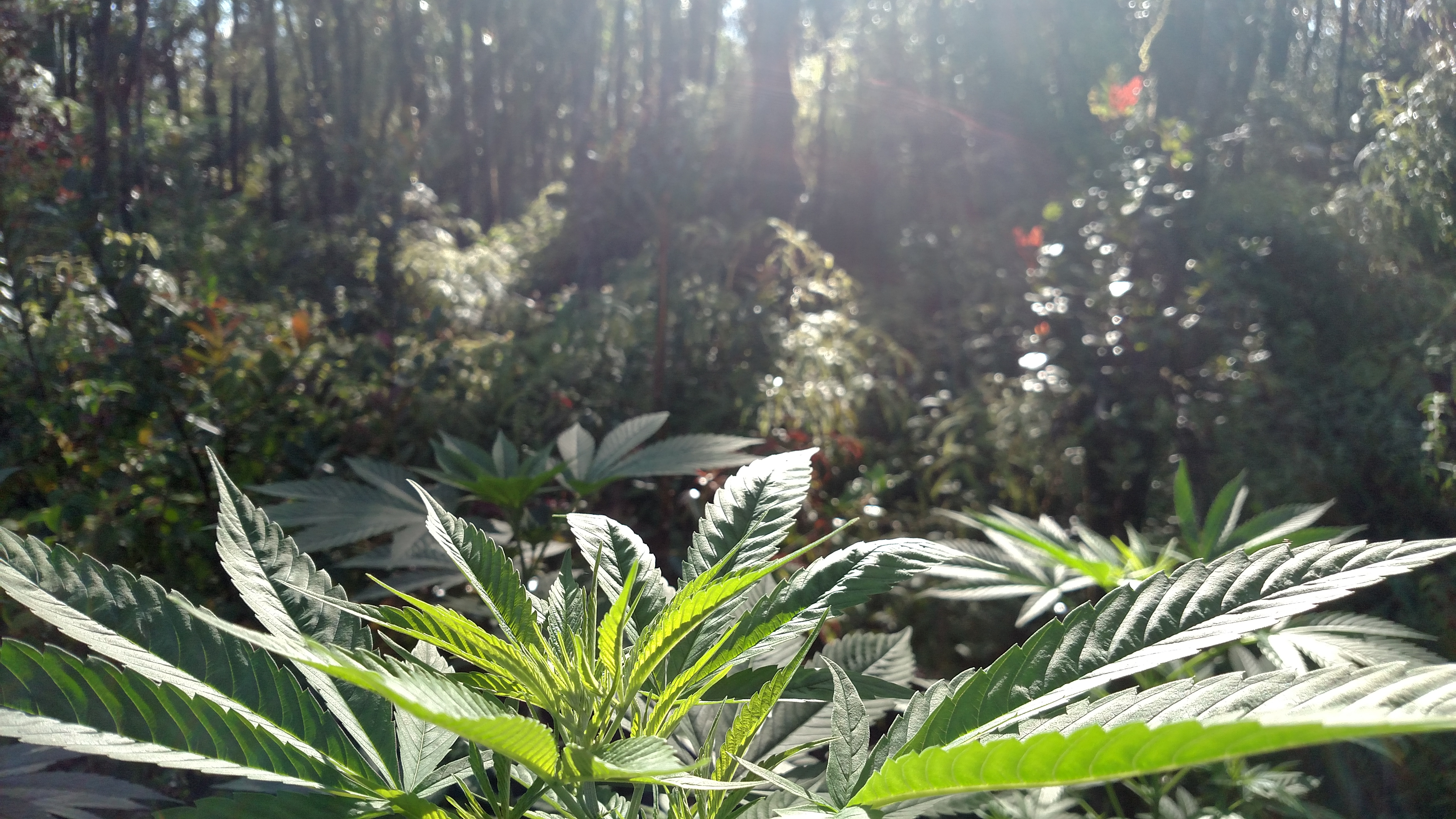Cannabis Farm and Garden Tour