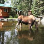7 Private Alaska Wilderness Cabins Steps Away From The Kenai River