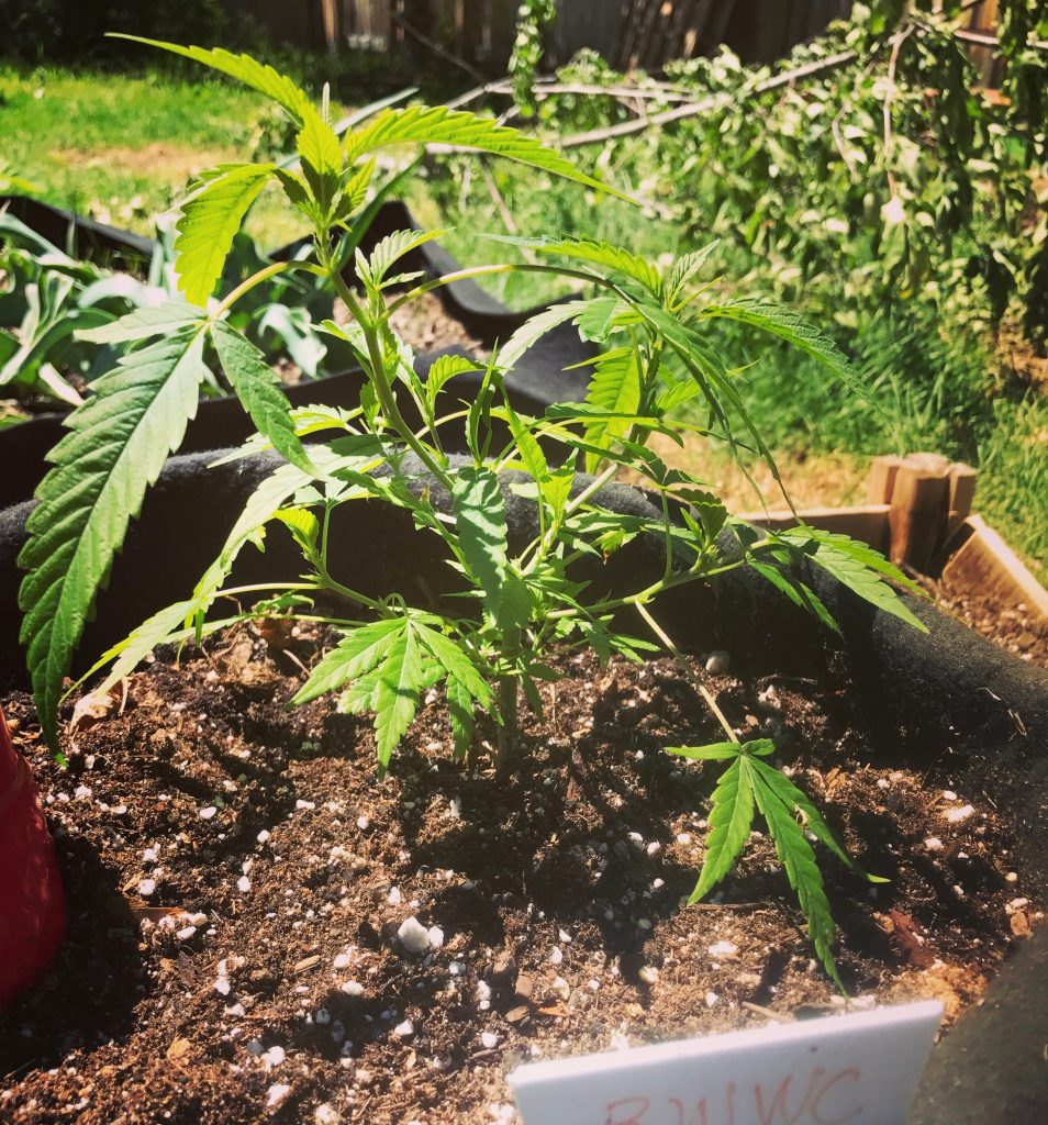 Bud and Breakfast Cannabis Travel