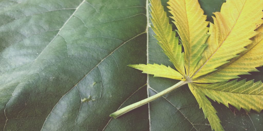 Photo Sara Conrad for Bud and Breakfast 2017 Marketing Cannabis