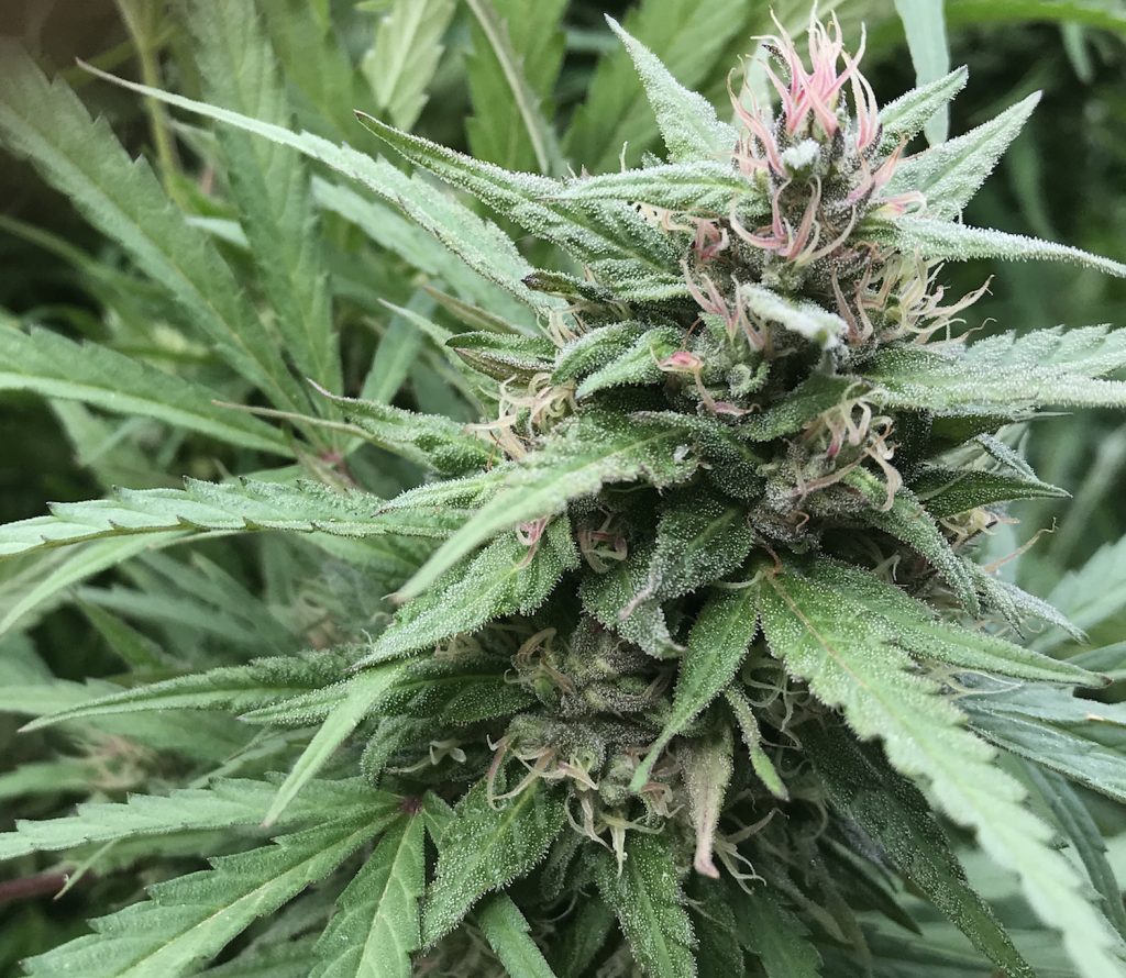 Sara Conrad, saracsit, photo cannabis, blog get a bong B&B 2018