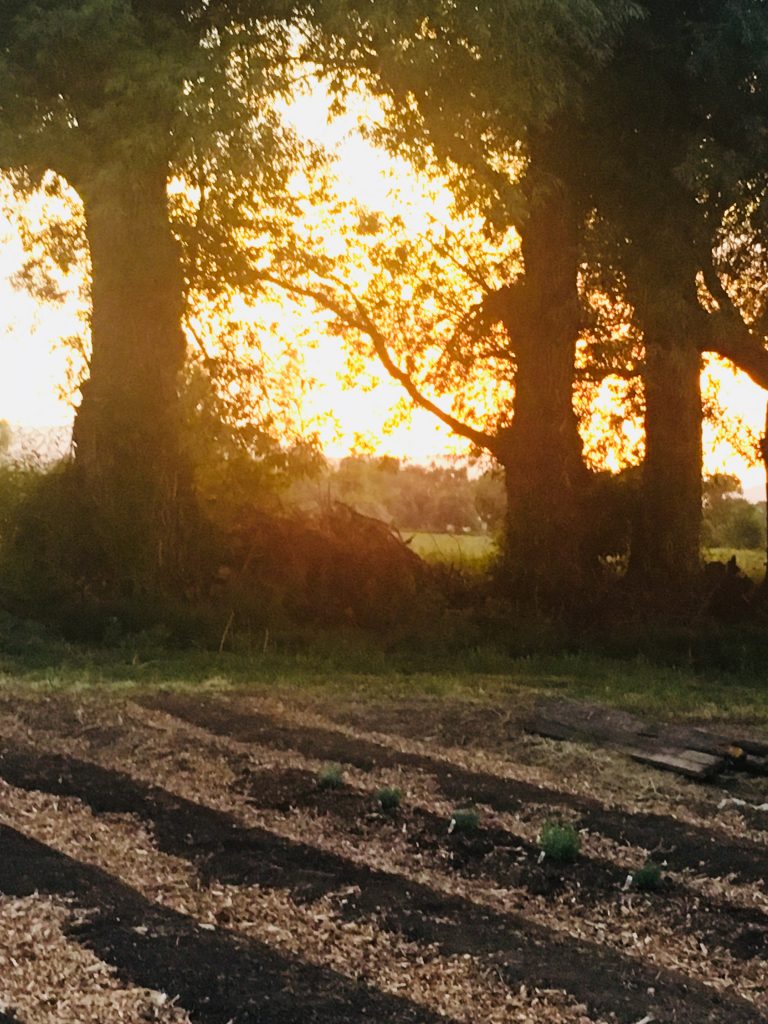 HygieneHerbFarm Bud and Breakfast cannabis rental