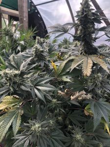 ganja INI RastaRant Camp Bud and Breakfast host activity Jamaica Negril