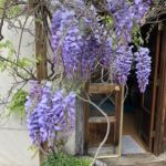 Box Canyon Sunflower Farms entrance