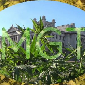 Breakfast and Cannabis Tour