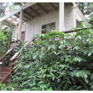 Secluded Tropical Honeymoon Hideaway