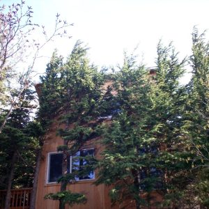Alaska Cannabis Friendly Treehouse