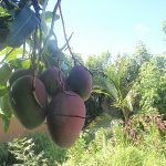 Hawaiian Bud and Breakfast
