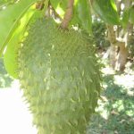 Hawaiian Bud and Breakfast