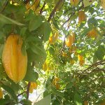 Hawaiian Bud and Breakfast