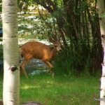 Dripping Springs Resort