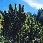 Farmhouse Enlightenment Cannabis Experience