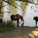 moose in river