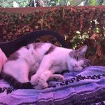 Fruitvale Station Bud n Breakfast in Oakland