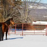 The Tortoise and The Mare