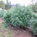 The Saltspring Cannabis B&B