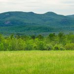 The Tortoise and The Mare