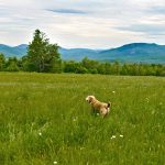 The Tortoise and The Mare