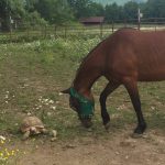 The Tortoise and The Mare