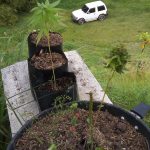 Cannabis Mountain House