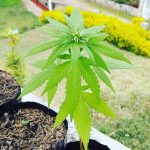 Cannabis Mountain House