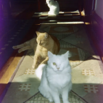 2-Bedroom suite w private bath: 1908 bungalow: Trendy foodie area: COVID-19/Health Aware: Gratis doobie & bottle of wine!