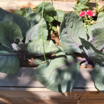 2-Bedroom suite w private bath: 1908 bungalow: Trendy foodie area: COVID-19/Health Aware: Gratis doobie & bottle of wine!