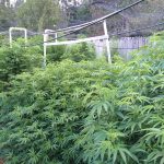 Hillbilly Bud n Chow