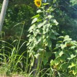 job_manager_uploaded_file