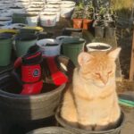 job_manager_uploaded_file