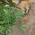 job_manager_uploaded_file