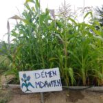 job_manager_uploaded_file