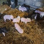 job_manager_uploaded_file